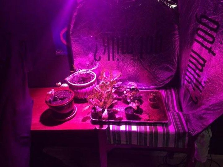 100W Growing glow