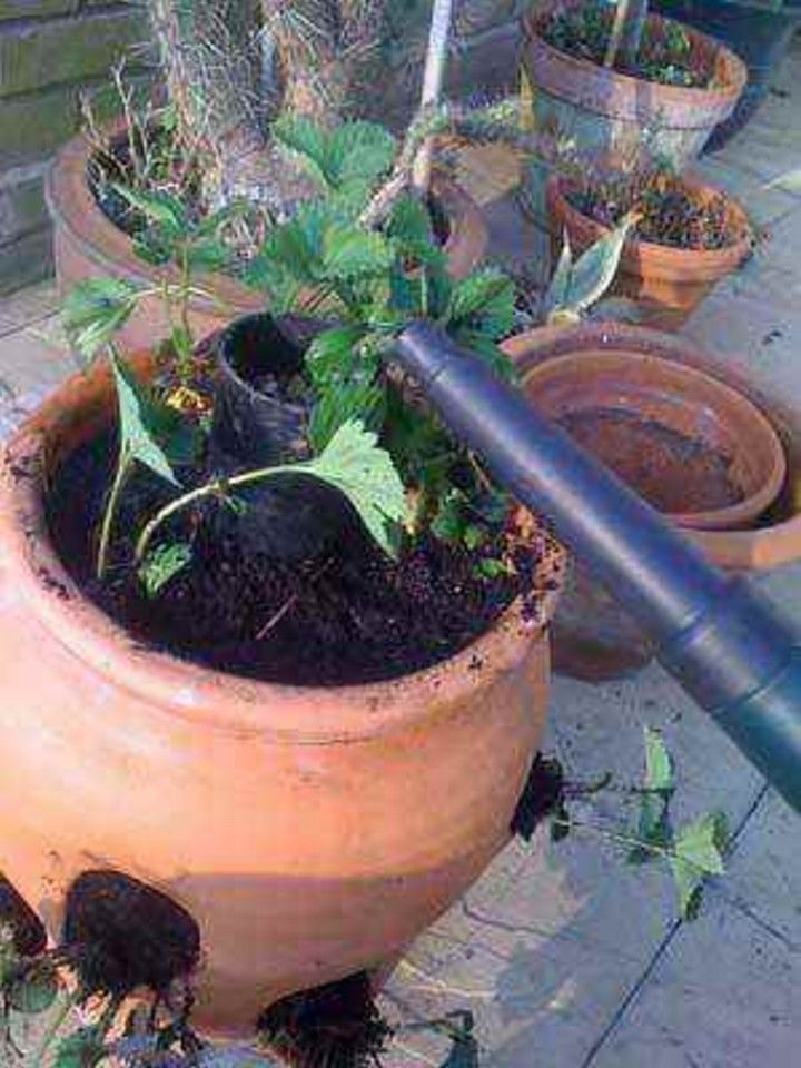 Easy Watering Strawberry pot