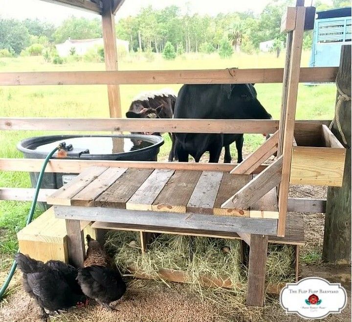 DIY Goat Milking Stand On The Cheap
