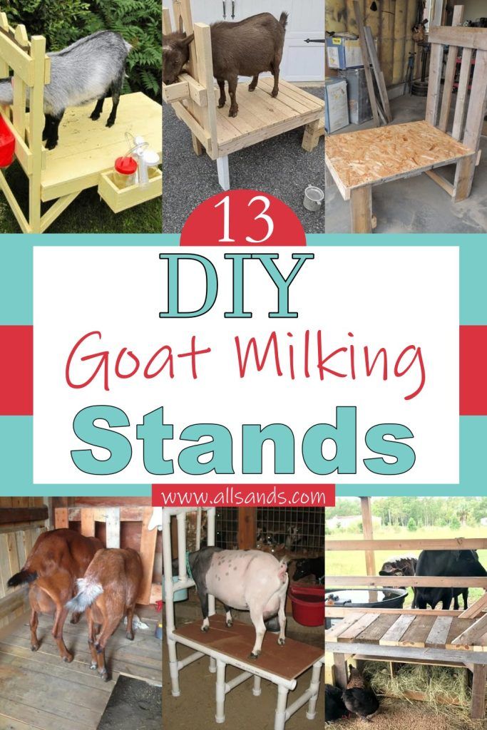 13 DIY Goat Milking Stand Ideas With Dimensions - All Sands