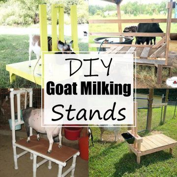 DIY Goat Milking Stands