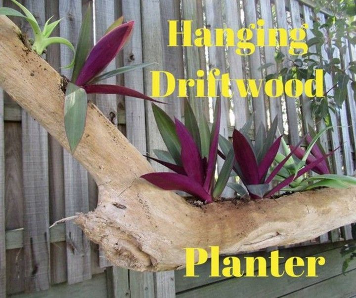 DIY Hanging Driftwood Planter