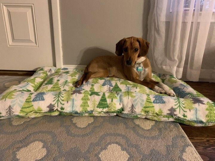 DIY Pet Bed