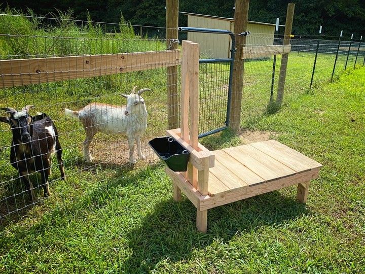 How To Build A Goat Stanchion