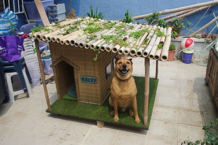 Tropical Dog House