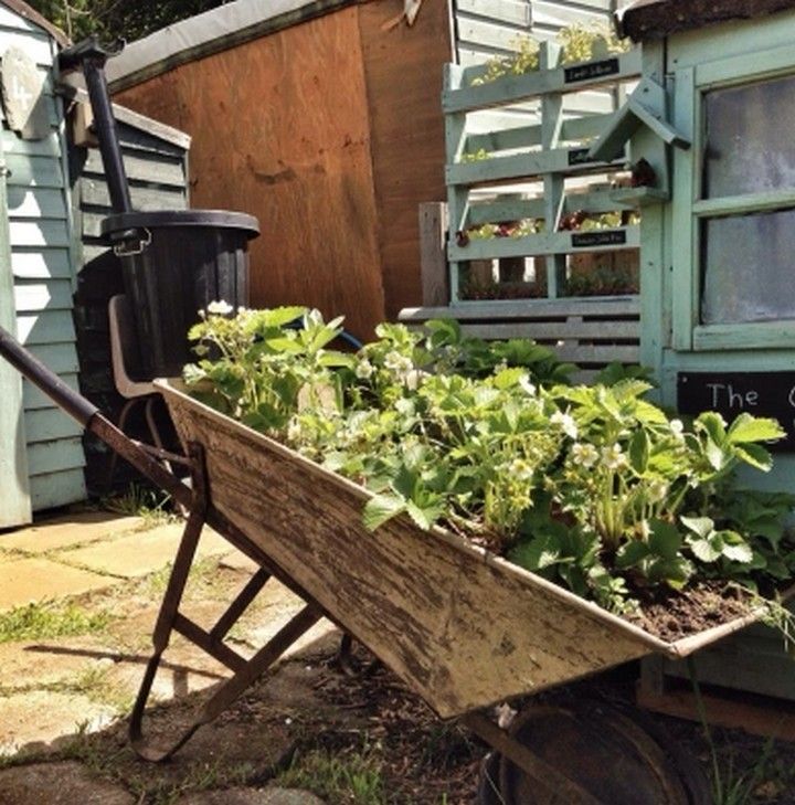 Wheelbarrow garden 