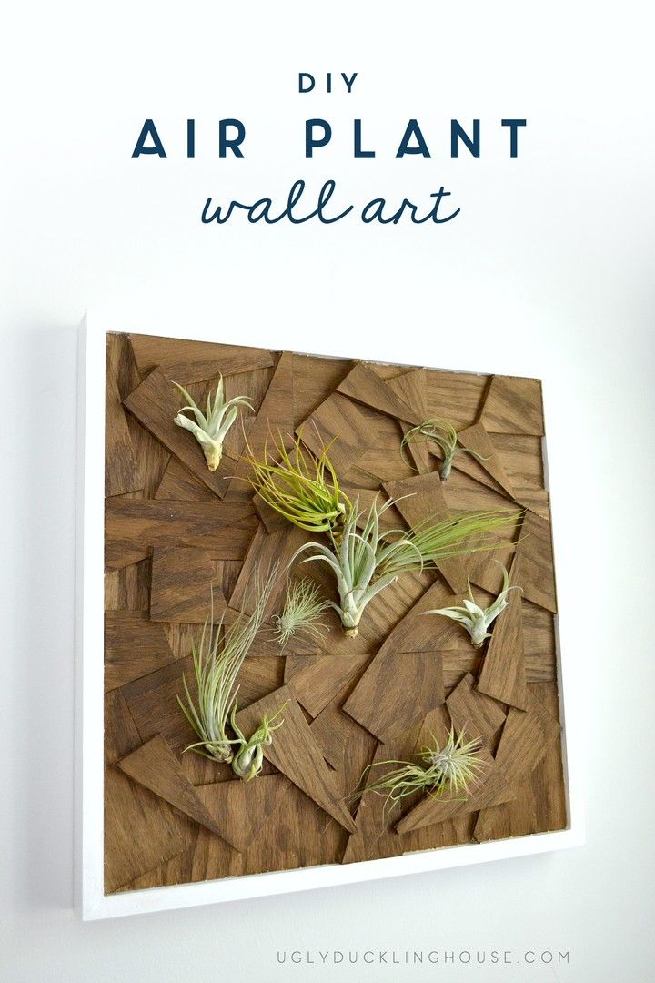 DIY Air Plant Wall Art From Scrap Wood