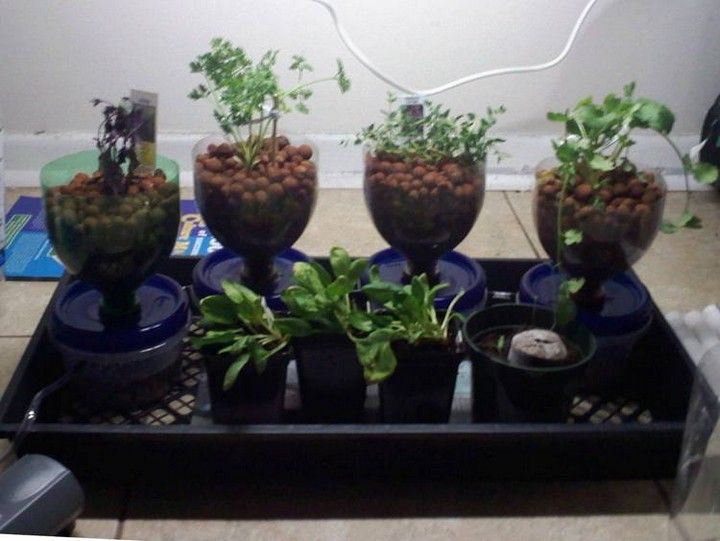 Cheap Hydroponic plan