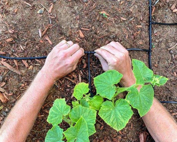 DIY Drip Irrigation System 2