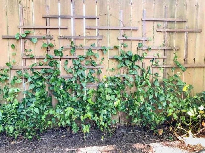 DIY Garden Trellis