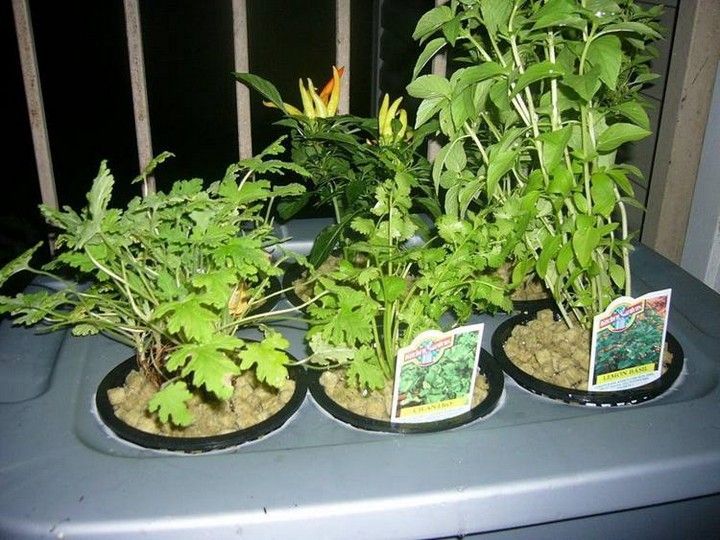 DIY Hydroponic System For Beginners