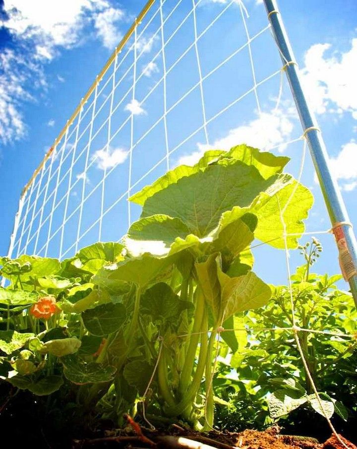 DIY Indestructible Tomato Trellis