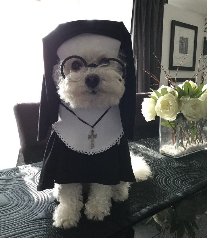 DIY Nun Dog Costume