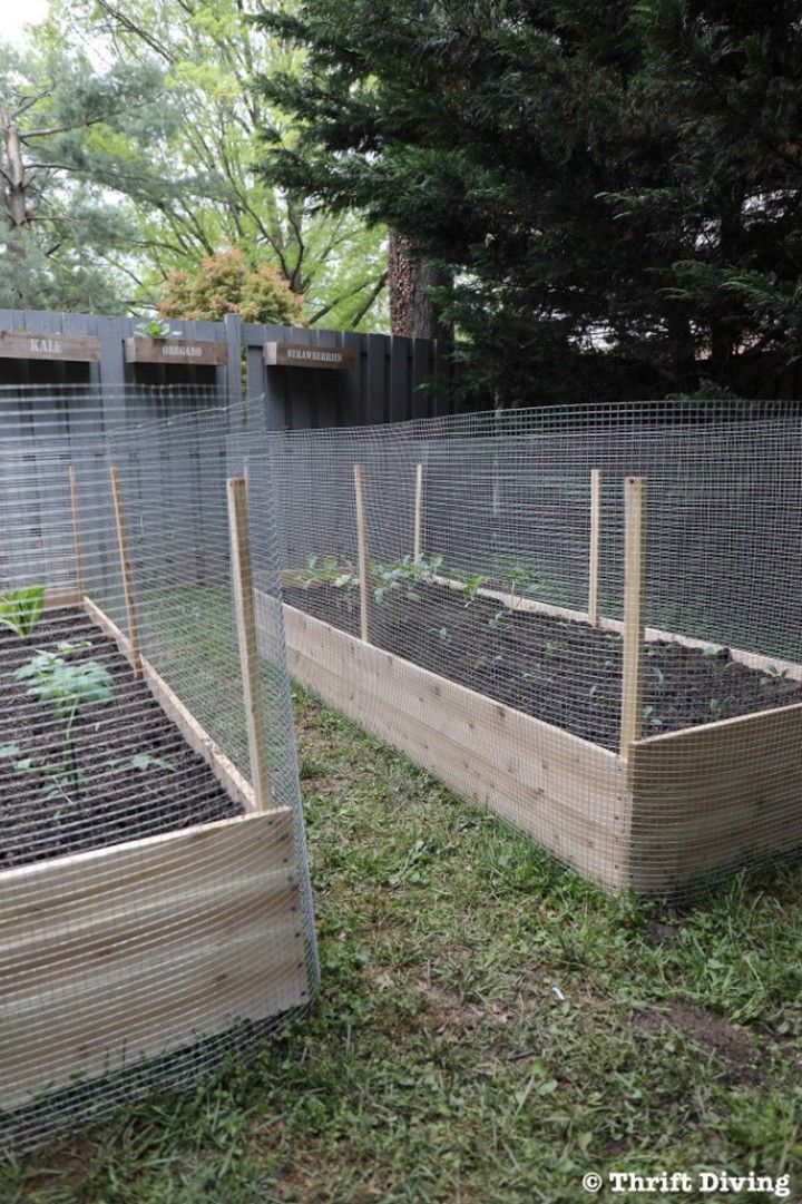  Raised plant Bed And Protect It With A Metal Fence