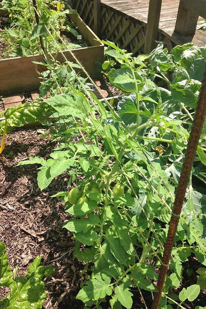 DIY Tomato Cage 1