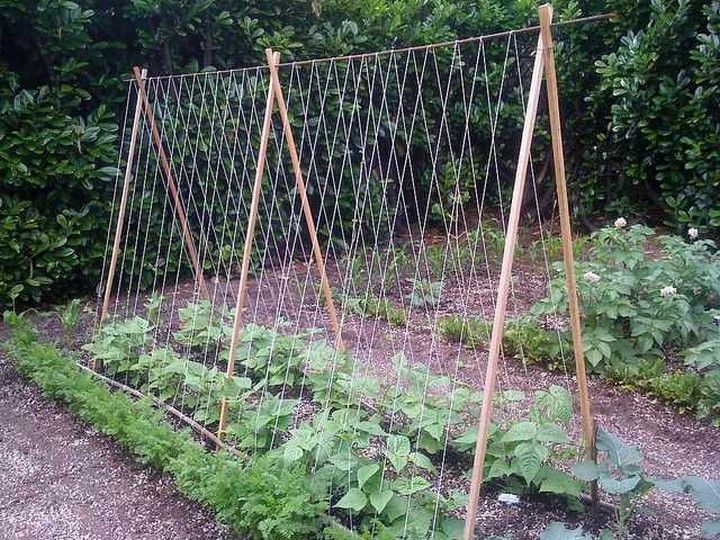 DIY Tomato Trellis 1