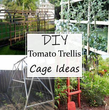 DIY Tomato Trellis & Cage Ideas