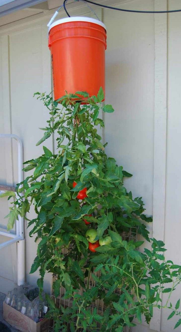 DIY Upside Down Tomato Cage