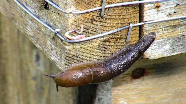 Electric Garden Slug Fence