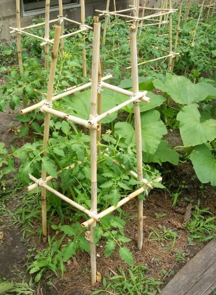 Homemade Bamboo Tomato Cages