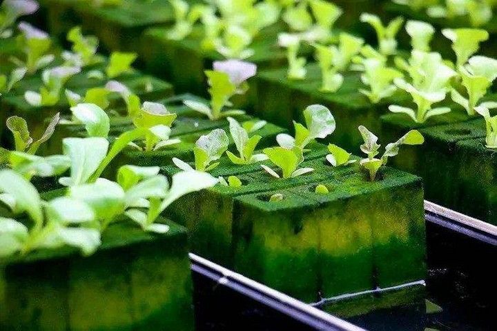 How To Build A Hydroponic Garden