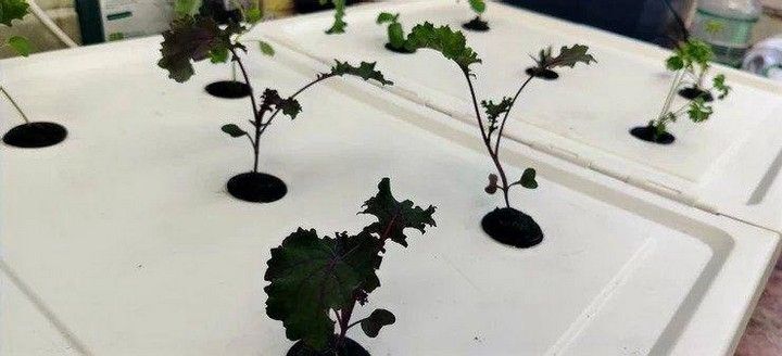 How To Build A Hydroponic System