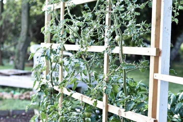 How To Build A Tomato Trellis