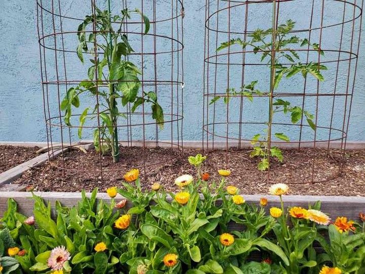 How To Make A DIY Tomato Cage