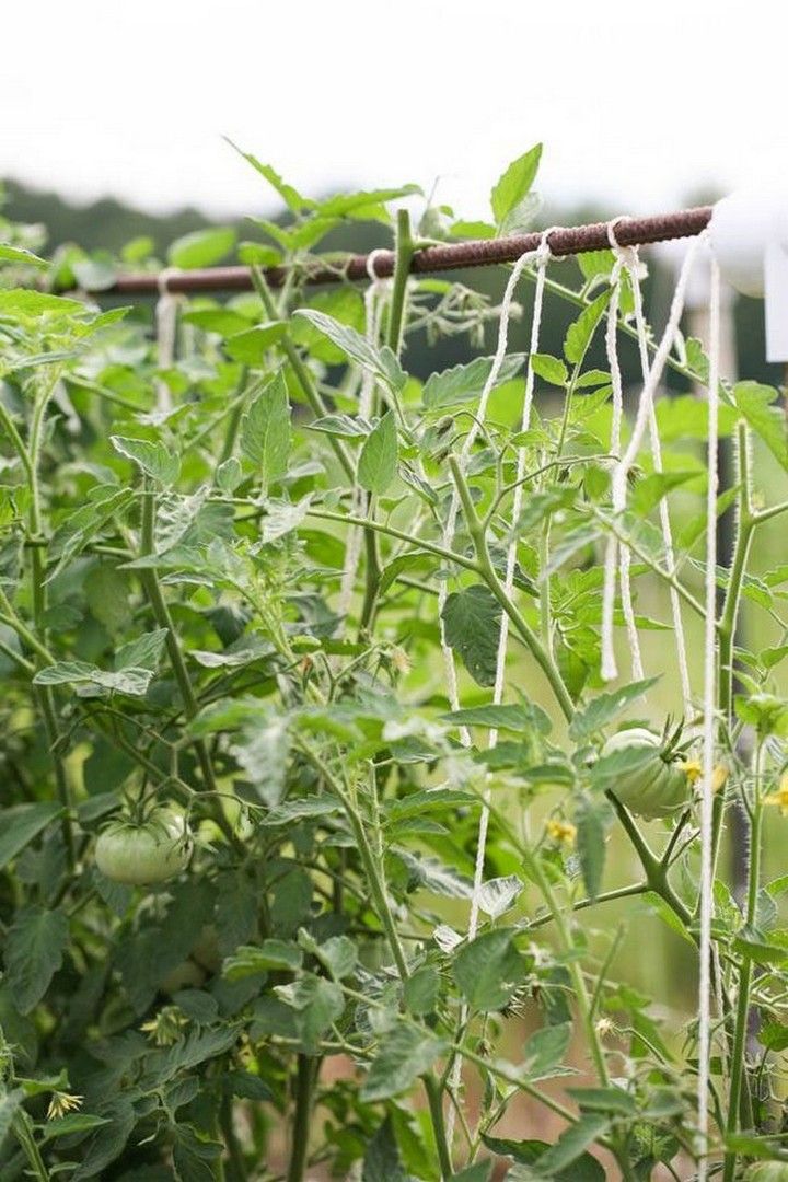 How to Support Tomato Plants