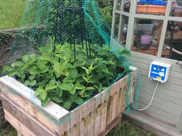 Raised Bed Electric Slug Fence