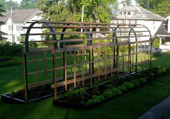 Tomato Trellis Idea